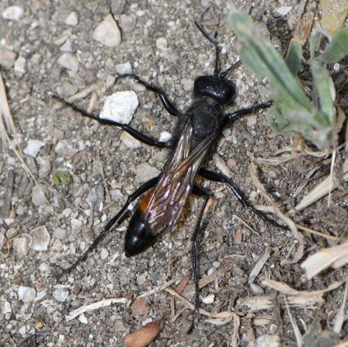 Podalonia hirsuta